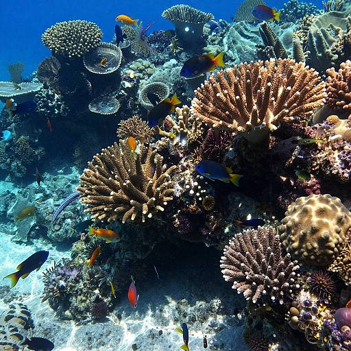Photograph of vibrant underwater coral reef with diverse fish, orange and yellow, amidst intricate, branching corals and textured sea floor.