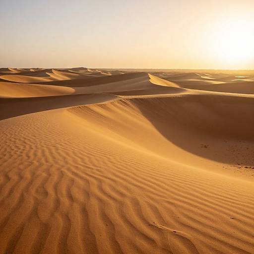 Photograph of golden, rippled sand dunes at sunset, with sunlight casting long shadows and creating a warm, glowing effect on the desert landscape.