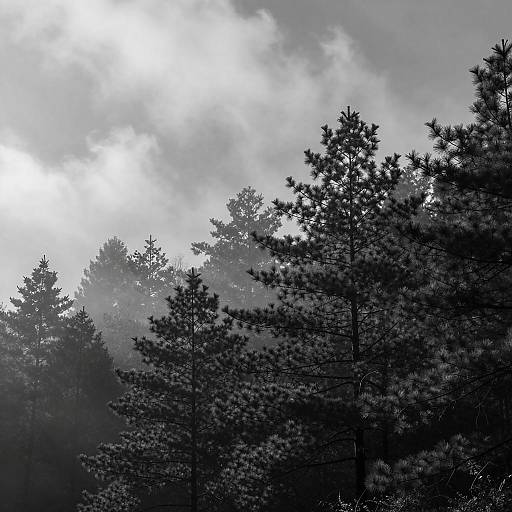 Misty Pine Forest in Black and White