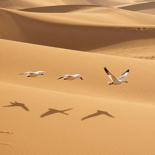Graceful Geese Over Golden Dunes