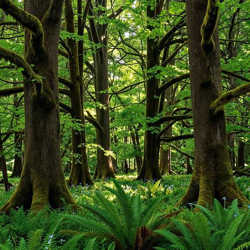 Photograph of a lush forest with towering, moss-covered trees and dense green ferns on the forest floor, dappled sunlight filtering through vibrant leaves