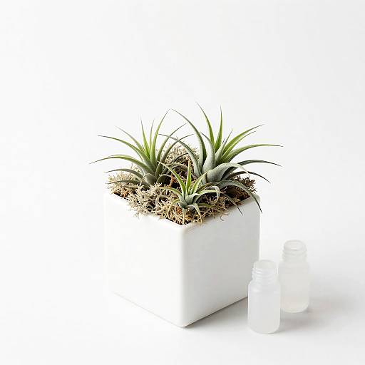 Minimalist Glass Cube with Air Plants
