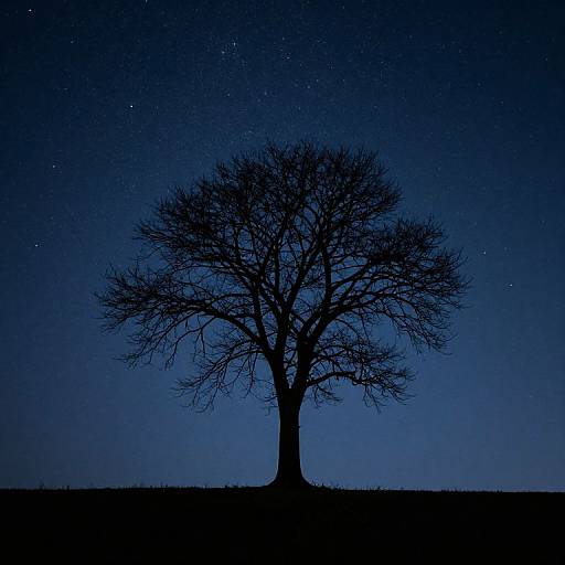 Silhouetted leafless tree against a starry, deep blue night sky, with faint horizon line and grassy ground in the foreground.