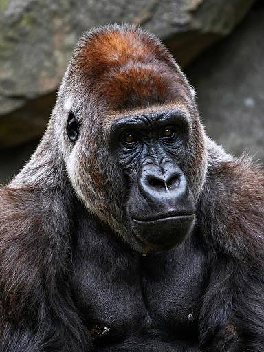 Photograph of a serious adult male gorilla with dark fur, reddish-brown crown, and intense black eyes, set against a blurred rocky background