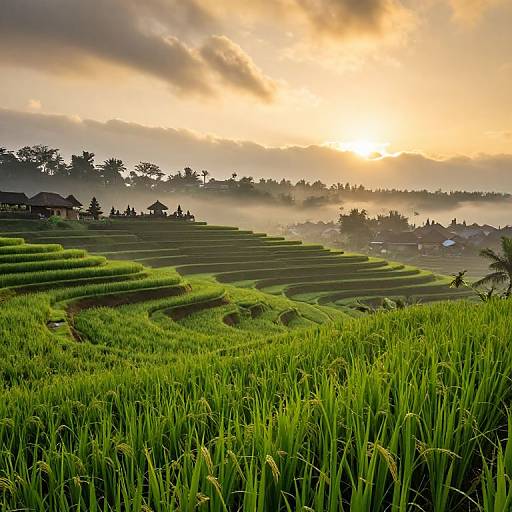 Sunrise Over Terraced Paddy Fields in Bali