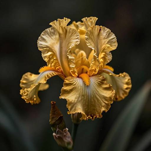 Close-up photograph of a vibrant, golden-yellow iris with ruffled petals, illuminated against a dark, blurred background, highlighting its delicate texture and intricate details