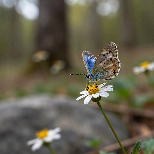 Blue-Eyed Butterfly on Dew-Kissed Blossom