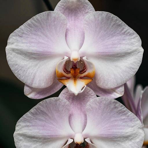 Ultra-Realistic Orchid Mantis Macro Art