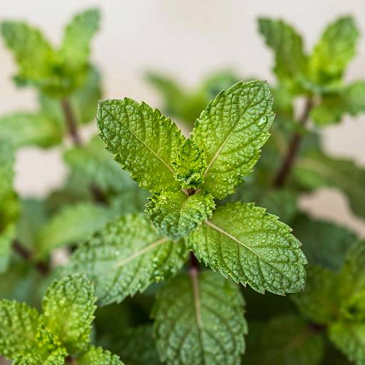 Close-Up Fresh Mint Leaves Texture