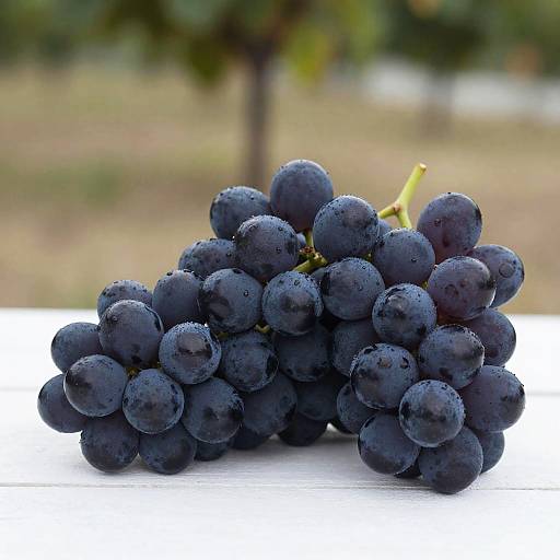 Fresh Black Grapes on Vine