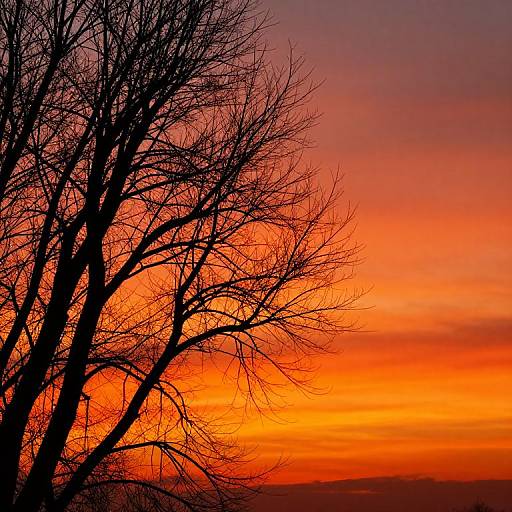 Silhouette of leafless tree against vibrant orange and pink sunset sky, creating a striking contrast of dark branches against bright colors. Photographic image.