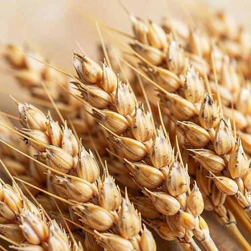 Close-Up of Golden Wheat Grains