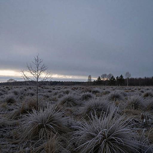 Frosted Moor Frozen Wetlands Scene