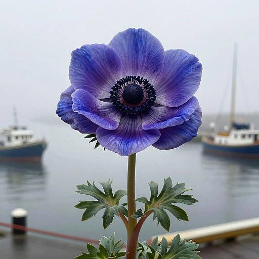 Impressionist Anemone Fisherman Bloom