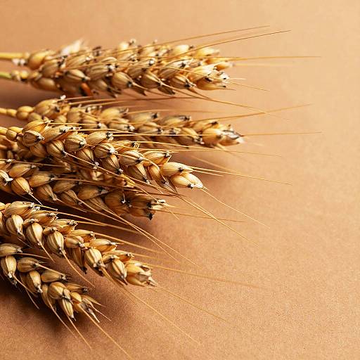 Close-Up Golden Wheat Grains