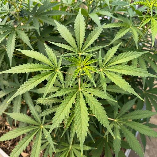 Vibrant Green Cannabis Plant Photo