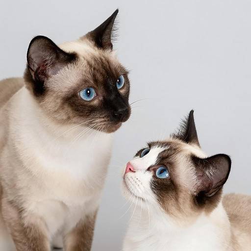Two Siamese Cats with Blue Eyes