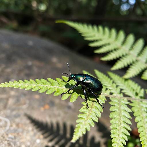 Green-eyed Beetle on Fern Leaf