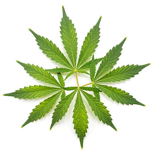 Fresh Green Cannabis Leaves Cluster