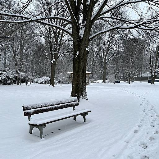 Snowy Park Bench in Winter