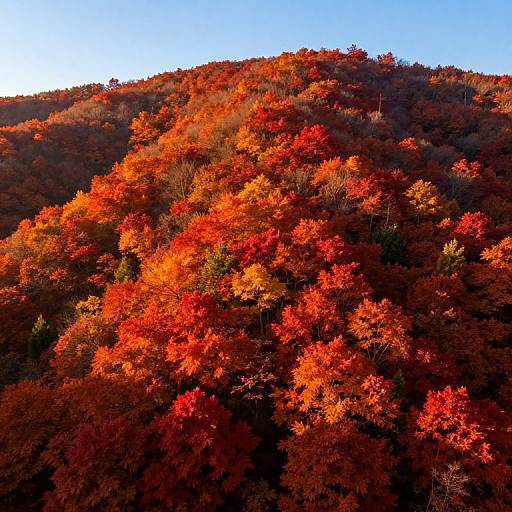 Photograph of a hillside blanketed in vibrant autumn foliage, with bright red, orange, and yellow leaves against a clear blue sky.