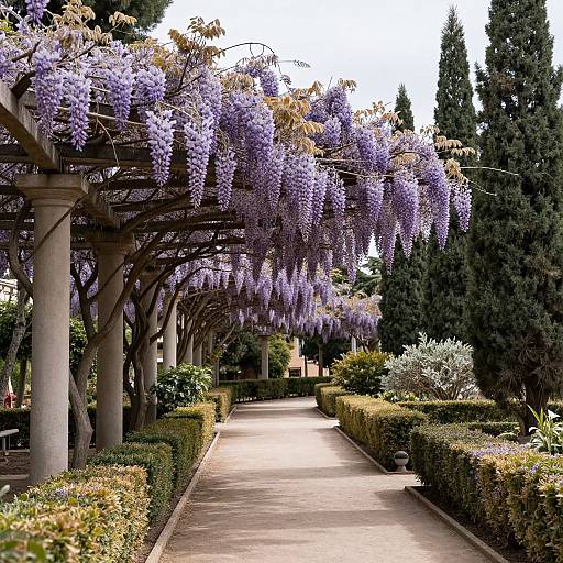 Lavender Wisteria Pergola in Malaga