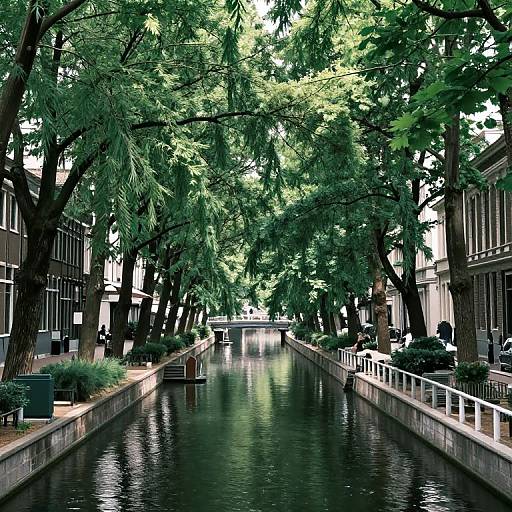 Serene Urban Canal with Tree Arches