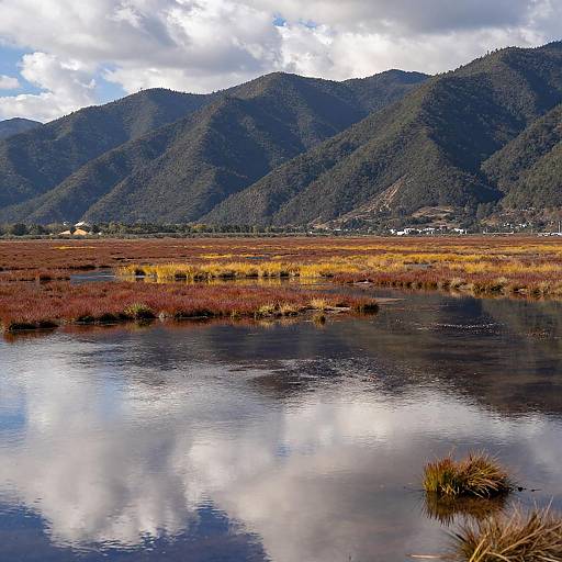 Vibrant Wetland Landscape Photography