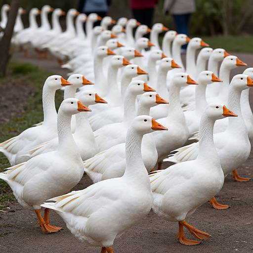 Photograph of a large flock of white geese with bright orange beaks and feet, standing in a row on a grassy path, with blurred