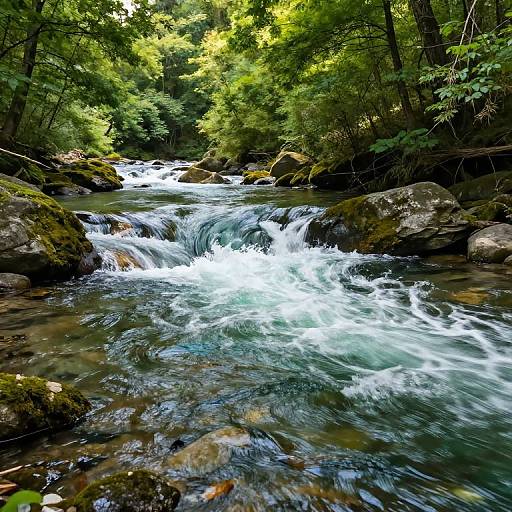 Photograph of a vibrant, clear stream flowing over moss-covered rocks in a dense, lush green forest with sunlight filtering through.