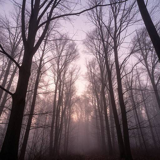 Photograph of a misty forest at dawn, featuring tall, leafless trees with dark, silhouetted trunks and a soft, pink