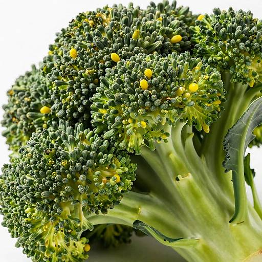 Close-Up Fresh Broccoli Florets