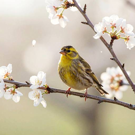 Sunlit Goldfinch in Blossoming Orchard