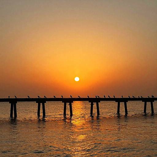 Photograph of a silhouetted pier with numerous birds perched on it, against a vibrant orange sunset reflecting on calm water.