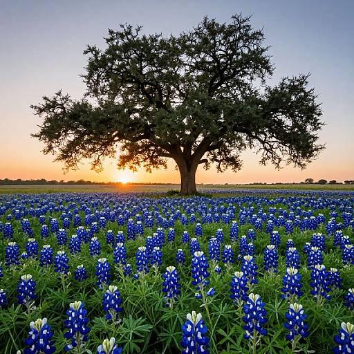 Texas Bluebonnets Field at Sunset