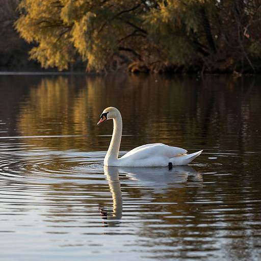 Photograph of a serene white swan gliding on a reflective, rippling lake with autumnal trees in the background.