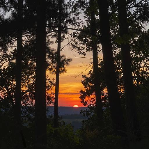 Vibrant Early Afternoon Forest Glow