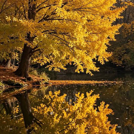 Autumn Serenity by Still Waters