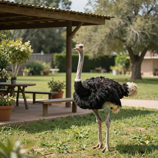 Sunny Outdoor Scene with Ostrich
