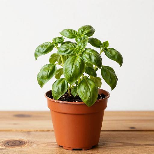 Vibrant Green Basil in Orange Pot