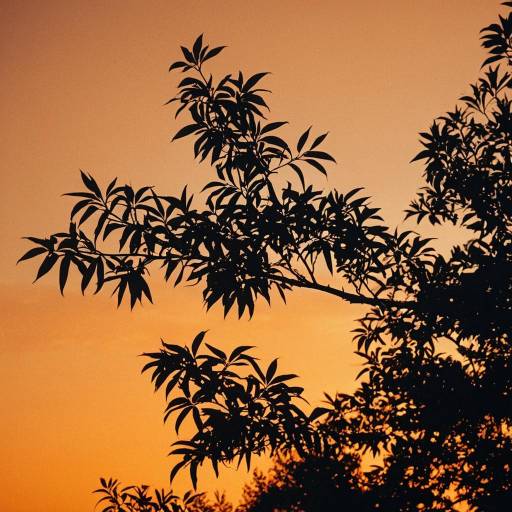 Silhouetted Tree Branches at Orange Sunset
