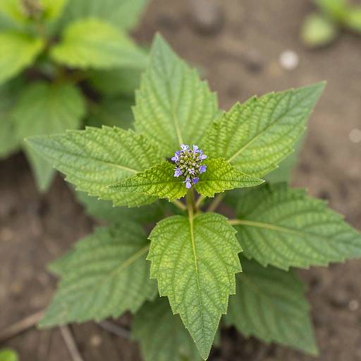 Close-Up of Green Plant with Purple Bud