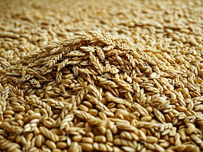 Close-Up Wheat Cereal Wallpaper Design