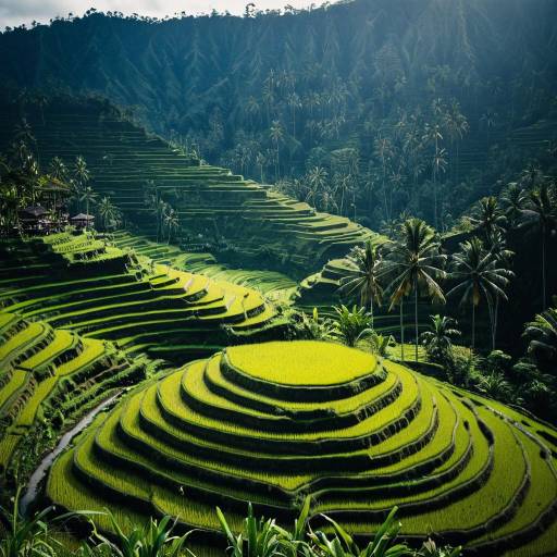 Rice Terraces of Bali
