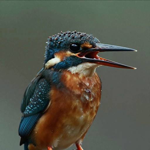 Young Common Kingfisher Close-Up