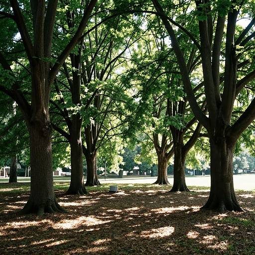 Photograph of a sunlit park with tall, leafy trees casting dappled shadows on a grassy, brown-leaved ground. Bright sunlight