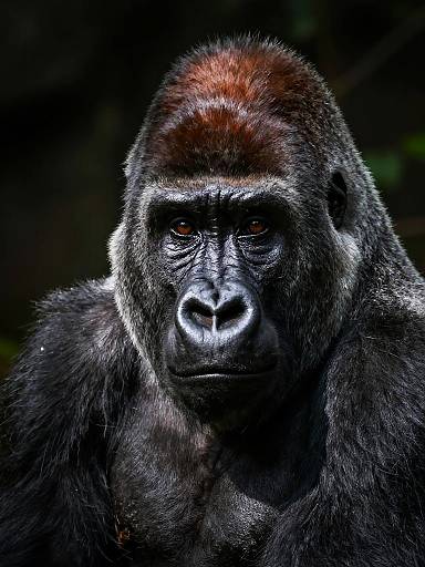 Photograph of a powerful mountain gorilla with dark, glossy fur and intense, deep-set eyes, highlighted against a dark, blurred forest background.