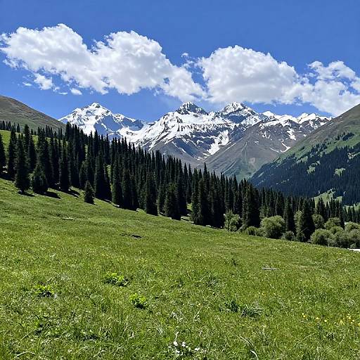 Photograph of vibrant green meadow with wildflowers, dense evergreen forest, and snow-capped mountains under a bright blue sky with fluffy white clouds