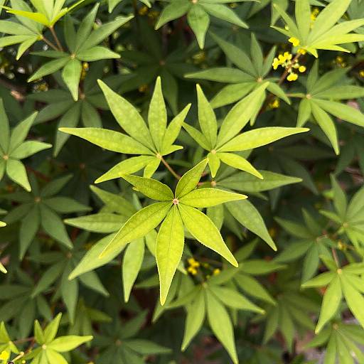 Close-up of Star-shaped Green Leaves with Yellow Flowers