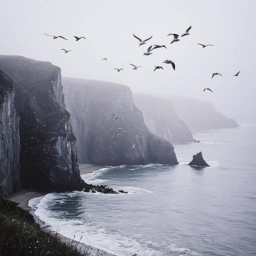 Foggy Seaside Cliffs with Flying Seabirds